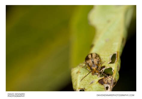 Galerucella nymphaeae (Waterlily Leaf Beetle) (I) · David Kennard ...