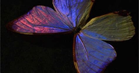 Butterfly Wing Iridescence Holds Key To Vapour Technologies