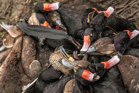 Argentine Duck Hunting — Mgw Outfitters