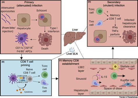 You Shall Not Pass Memory Cd8 T Cells In Liver Stage Malaria Trends