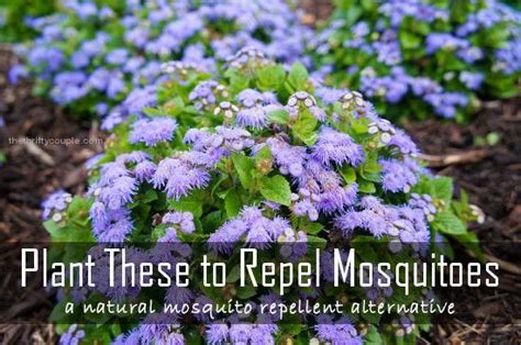 Plant These To Repel Mosquitoes: A Natural Alternative - Garden Chic ...