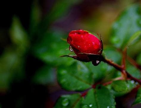 Inerorer A Red Rose Bud Is Blooming In The Heart