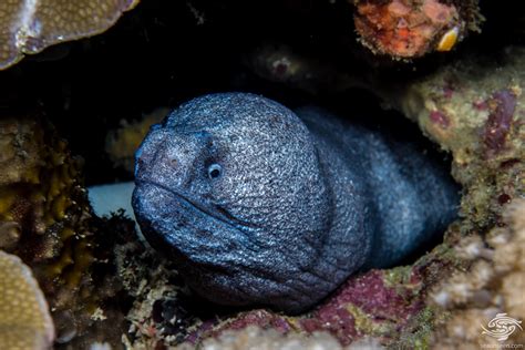 Granite Moray Eel Facts And Photographs Seaunseen