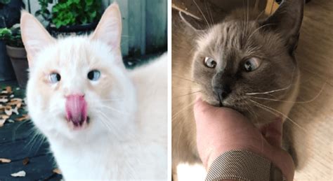 Cross Eyed Kitties Are Making The Internet A Better Place Funny Cat
