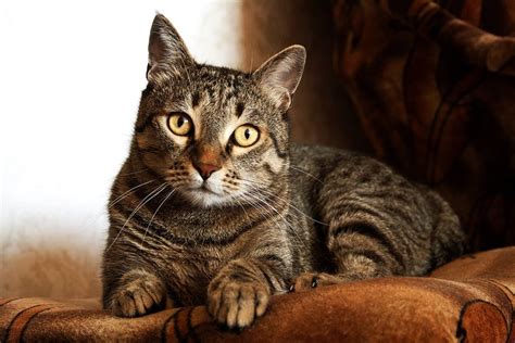 adult brown tabby cat  stock photo