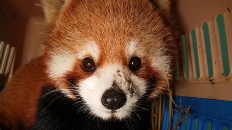 Can You Have A Red Panda As A Pet In The United States Kymberly Main
