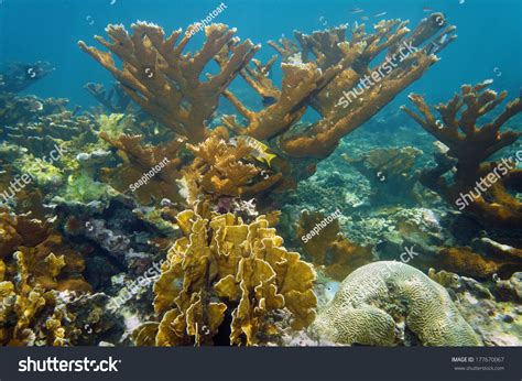 Underwater Landscape In A Beautiful Coral Reef Atlantic