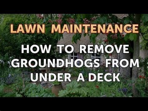 How to Remove Groundhogs From Under a Deck - YouTube