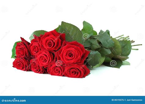 Bunch Of Red Roses Stock Image Image Of Head Isolated 8519375