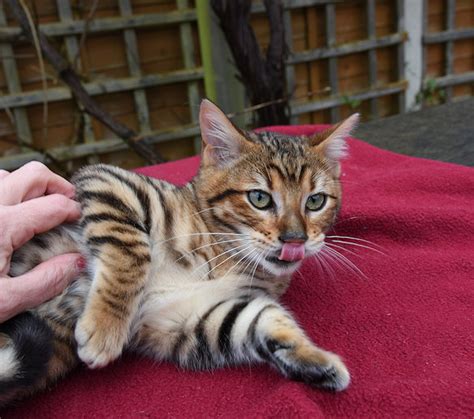 Queenanne Cats Availablity Of Bengal And Toyger Cats In Bromsgrove