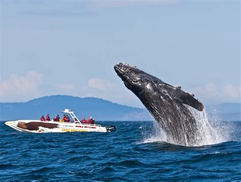 Whale Watching In Vancouver Travel Tips