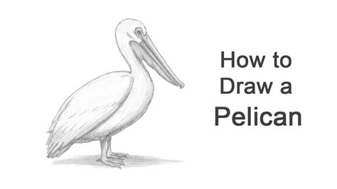 How To Draw A Pelican Youtube