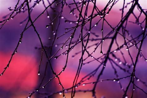 Autumn Rain Drops On Tree Branches 4k Hd Nature 4k Wallpapers Images