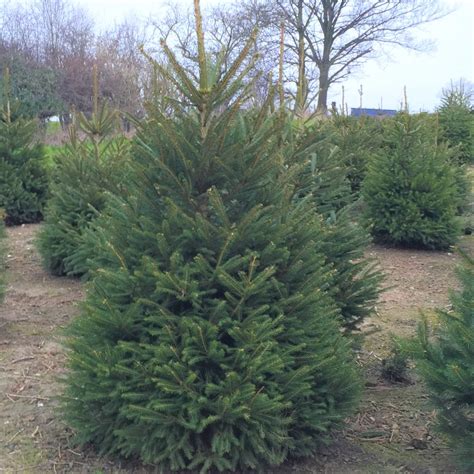 39 m (130 ft) moisture: Pot Grown Living Norway Spruce Christmas Tree - Billingley ...