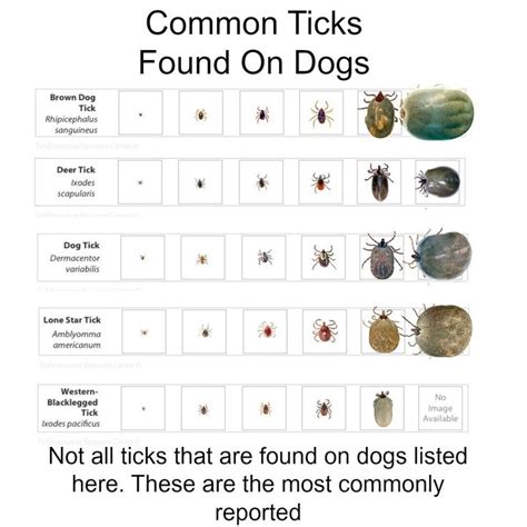 So You Found A Tick On Your Dog Heres What You Should Do Next Ticks