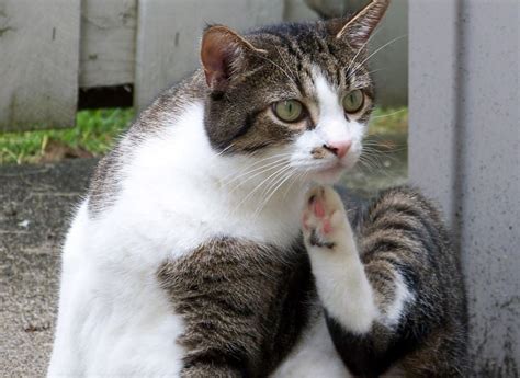 Maybe you would like to learn more about one of these? Pin by Fluffy Kitty on Cat Health | Cat fleas, Cat ...