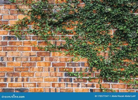 Climbing Plants On Red Brick Wall Stock Image Image Of Brick Design