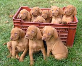 Pictures of Vizsla Dogs Pets World