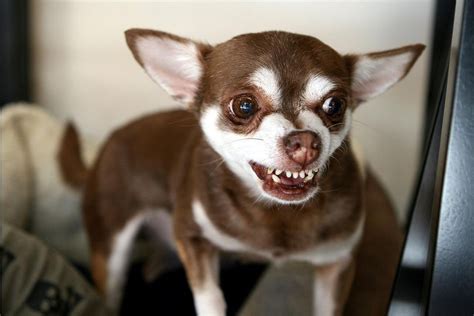 Growling Funny Chihuahua Pets Lovers