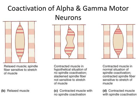 Gamma Motor Neuron