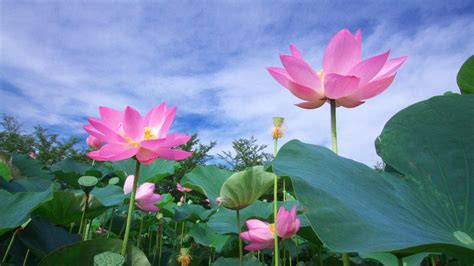 Looking for the best lotus wallpaper? Download Free Lotus Wallpapers | PixelsTalk.Net