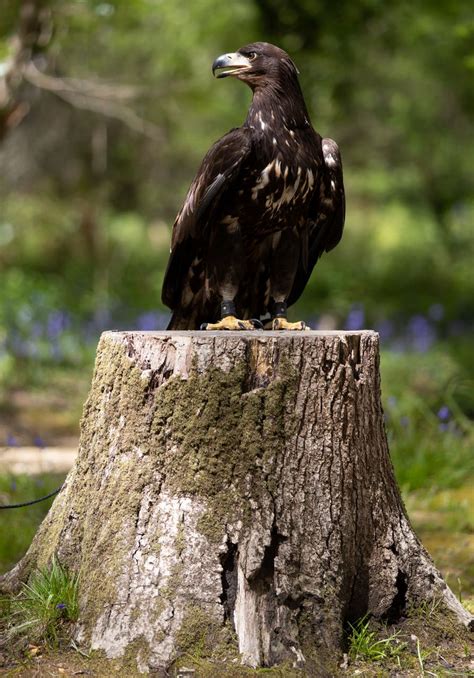 ‘awe Inspiring White Tailed Sea Eagle Arrives On Isle Of Wight Daily
