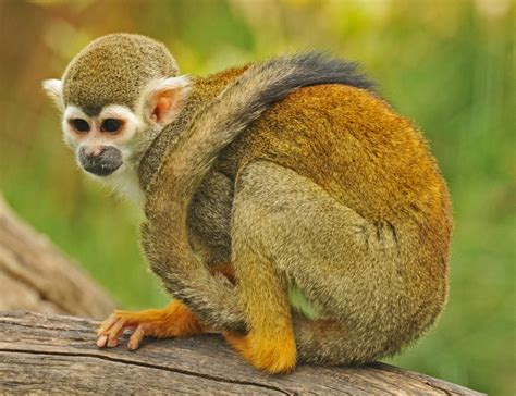 Squirrel Monkey Zoochat