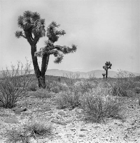 Joshua Tree Las Vegas Nevada Photograph By Christian Slanec Pixels
