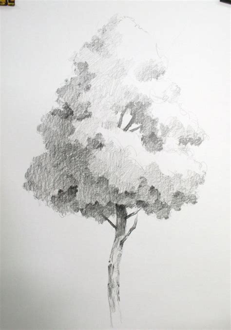 NAMIL ART: [drawing step by step] Drawing a Hardwood Tree - Basic Pencil drawing ...