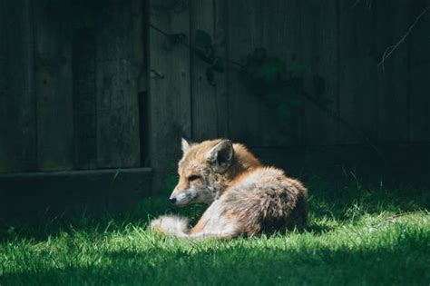 How To Get Rid Of Foxes In Garden Uk