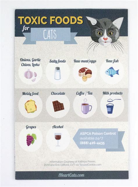 Flowers toxic to dogs that are commonly used in flower arrangements; Toxic Cat Foods Magnet - iHeartCats.com - Because Every ...