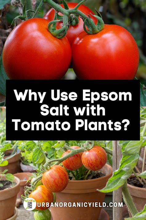 Epsom Salt For Tomatoes Why Is Epsom Good For Tomato Plants Artofit