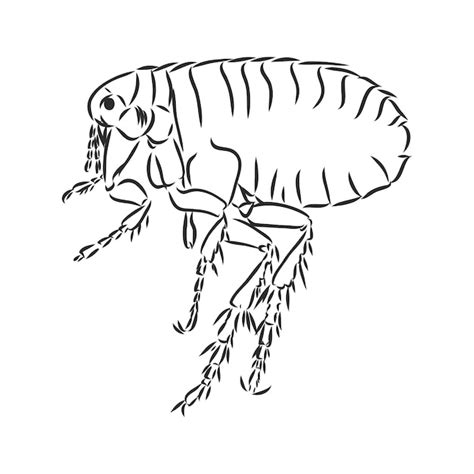 Premium Vector Vector Engraving Antique Illustration Of Flea Isolated