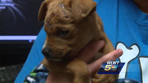 Group Of Neglected Puppies Rescued In Nky