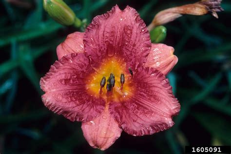 Daylily Genus Hemerocallis