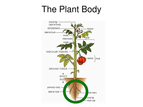 Ppt The Plant Body Powerpoint Presentation Free Download Id336354