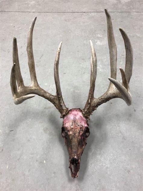Pin By George Wooden On Shedsdead Heads In 2020 Whitetail Deer