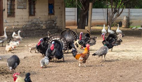 Can Turkeys Mate With Chickens Farmhouse Guide