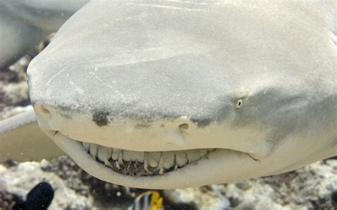 Lemon Shark Shark Facts And Information