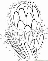 Protea Flower Template Coloring Drawing Sketch sketch template