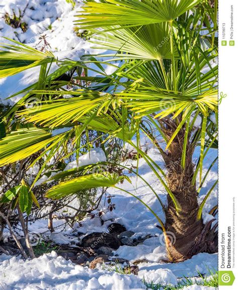 Snow On A Palm Tree Stock Image Image Of White Winter 110799713