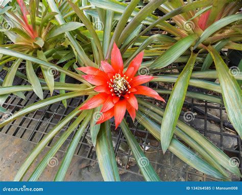 Red Bromeliad Flower In Garden Stock Image Image Of Bloom Flora