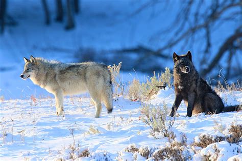 A Historic Vote In Colorado Will Bring Gray Wolves Back To The Ecosytem