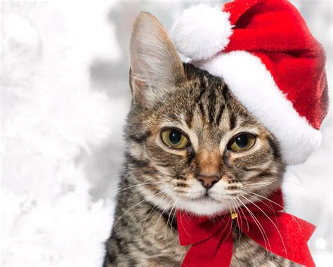 Christmas Cat Wallpapers And Images Wallpapers Pictures Photos