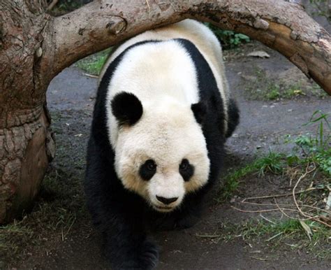 10 Oldest Pandas In The World