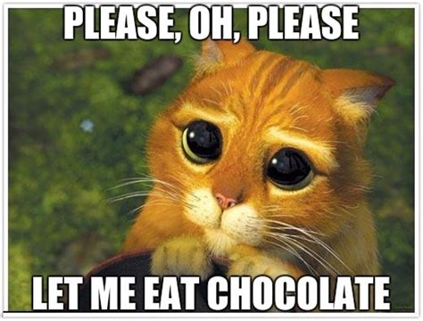 52 Most Selected Chocolate Memes Funny Memes