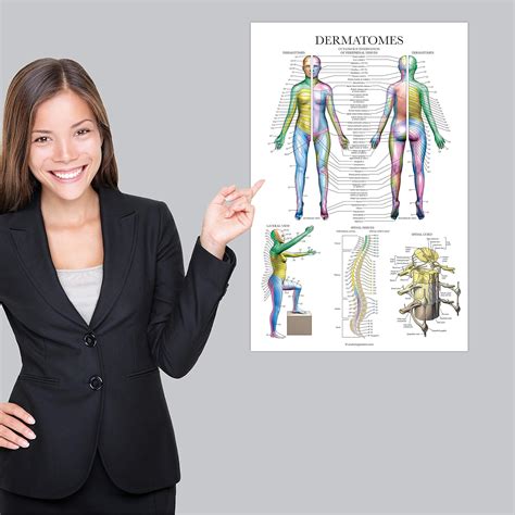 Buy Dermatomes Nervous System Anatomical Chart Dermatomes Anatomy