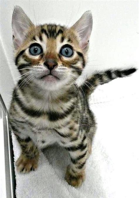 Maybe you would like to learn more about one of these? Pin by Lee Strube on Naevia | Crazy cats, Toyger cat, Animals