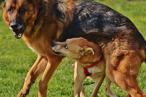 Maybe you would like to learn more about one of these? Gambar : padang rumput, bermain, manis, hewan, imut ...