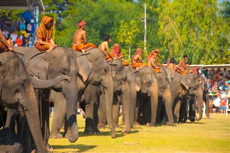 Surin Elephant Roundup Parade Surin Thailand World Festival Directory